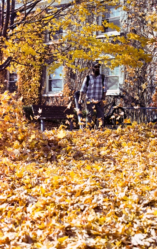 Fall leaf cleanup yard maintenance Ontario